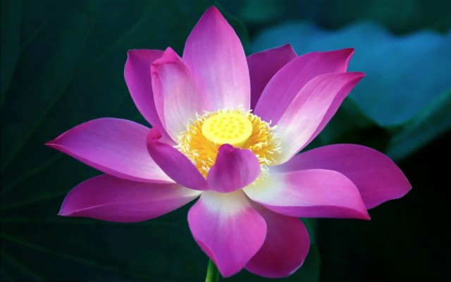 Best Lotus Flower Wallpaper Ideas On Pinterest Lotus - Lotus Flower Hd ...