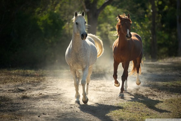 Horse Wallpaper Images - Full Hd Horses Background - 2560x1600 ...