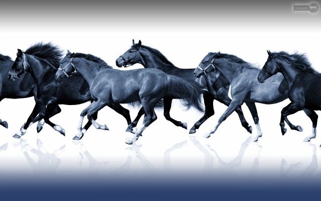 Blue 7 Horses - 1280x1280 Wallpaper 