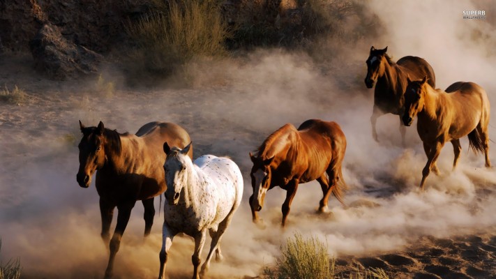 7 Running Horses Wallpaper Data-src - Wild Horses Running Hd