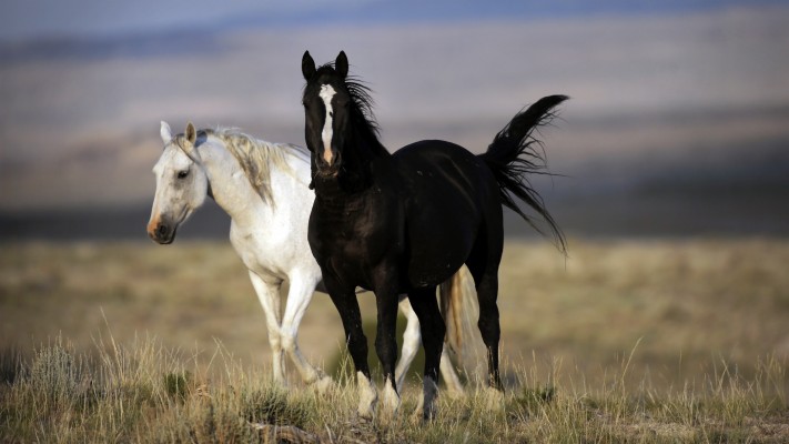 Black And White Horse 4k Photo - 4k Horses - 3840x2160 Wallpaper 
