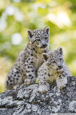 Snow Leopard Cubs With Blue Eyes - 1280x720 Wallpaper - teahub.io