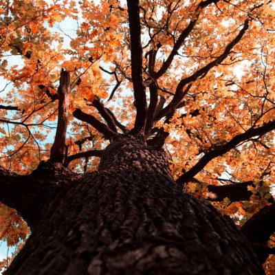 Wallpaper Oak, Tree, Branches, Leaves, Yellow, Autumn - Oak - 2780x2780 ...