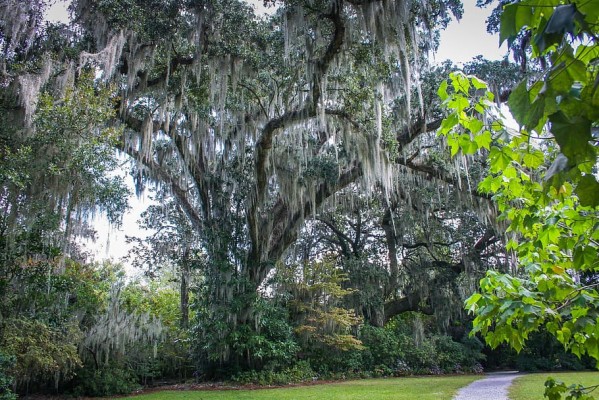 Savannah Georgia Live Oaks - 1920x1080 Wallpaper - teahub.io