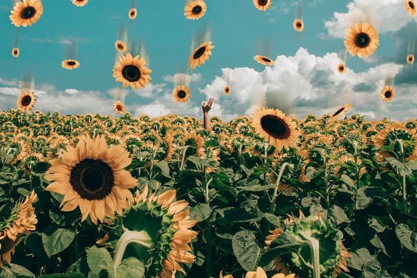 Sunflower Desktop Background - 910x607 Wallpaper - teahub.io