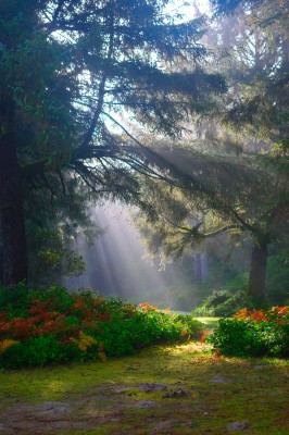 Nature Happy Sunday Good Morning - 4000x6000 Wallpaper Nature Happy Sunday Good Morning - 4000x6000 Wallpaper