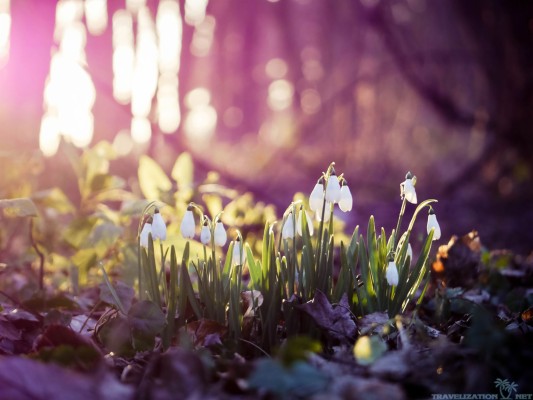 Early Spring Hd Desktop Wallpapers, Early Spring Hd - Early Spring ...