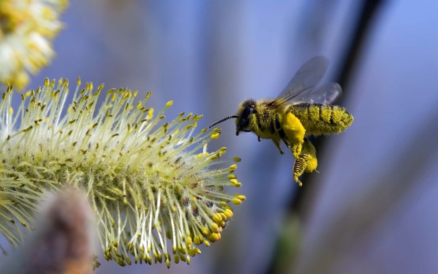 Bee In Flight - 1920x1200 Wallpaper - teahub.io