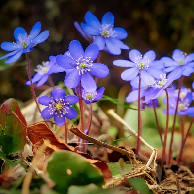 Spring, Blue, Wild Flowers, Leaves, Wallpaper - Hd Wallpapers Spring ...