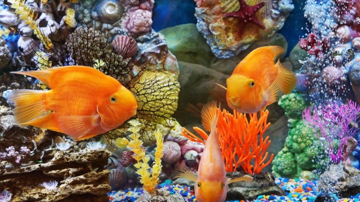 World Tropical Fish Desktop Background Hd - Desktop Backgrounds ...