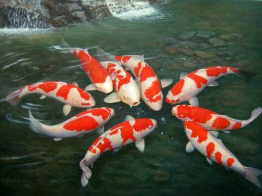 Carp Wallpaper Koi Fish Hd 1024x768 Wallpaper Teahub Io