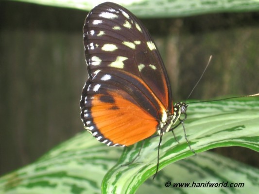 Brush-footed Butterfly - 736x1400 Wallpaper - teahub.io