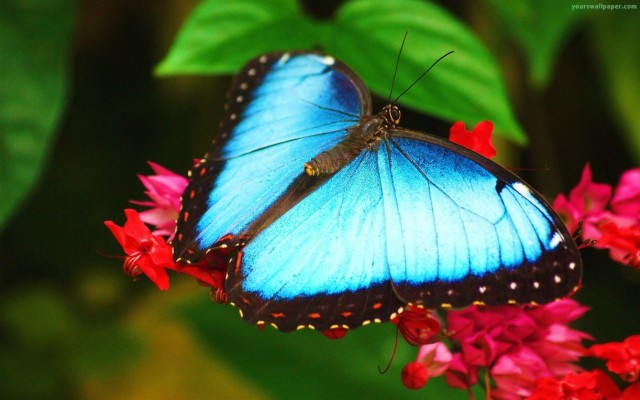 Blue Clipper Butterfly Background Wallpaper - Blue Morpho Butterfly ...