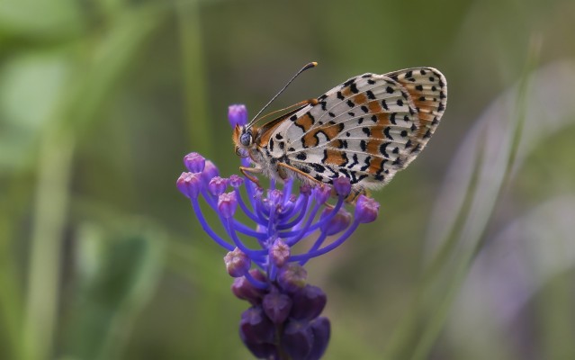 Lycaenid - 1000x1000 Wallpaper - teahub.io