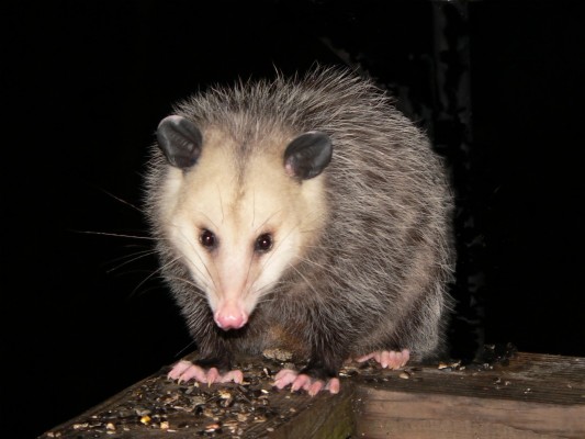 Common Opossum - 1600x1200 Wallpaper - teahub.io