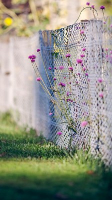 Flowers Background For Editing - 675x1199 Wallpaper 