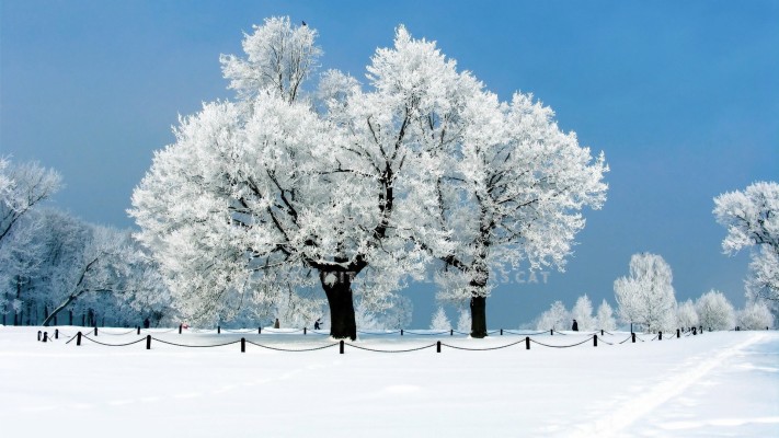 Winter Trees Snowy Landscape Scenic Nature - January Wallpaper Hd ...