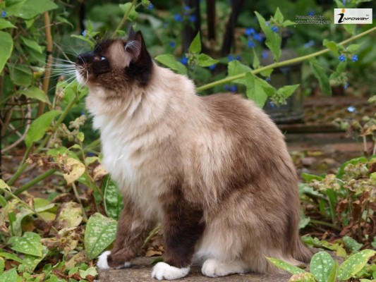 Ragdoll Cats Wallpaper - Brown Cat - 1024x768 Wallpaper - teahub.io