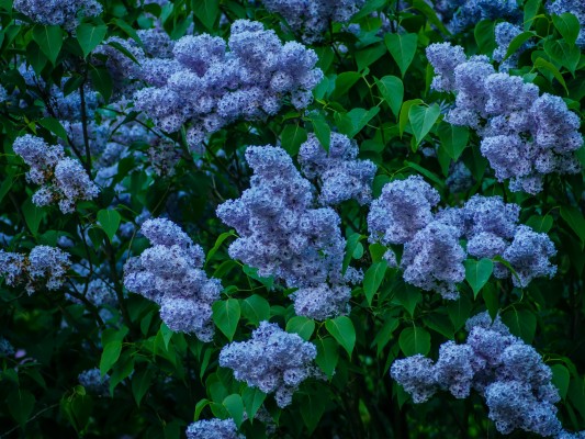 Blue Lilac Bush - 1920x1440 Wallpaper - teahub.io