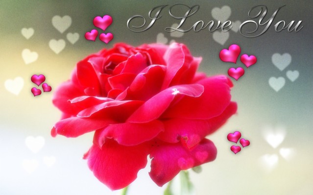 Red Rose Wallpaper I Love U Hd Wallpaper I Love You - Love You Rose ...