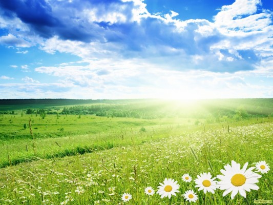 1920x1440, Landscape Backgrounds - Flower Landscape Background ...