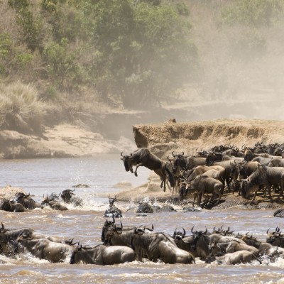 Great Masai Mara Migration - 2048x2048 Wallpaper - teahub.io