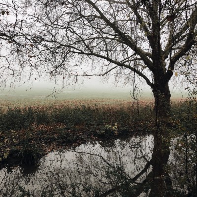 Wallpaper Tree, Autumn, Fog, River, Foliage, Fallen, - Melancholy