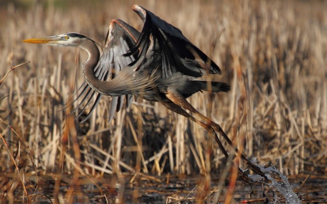 Heron Bird Lake - 1680x1050 Wallpaper - Teahub.io