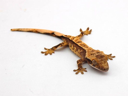 Free Gecko Wallpaper Wallpapers Download - Transparent Background ...