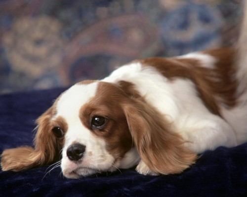 4k, Cavalier King Charles Spaniel, Close-up, Pets, - Smart Looking Dogs ...