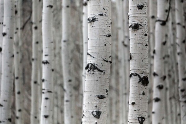 Featured image of post Birch Tree Wallpaper Hd Here are only the best birch tree wallpapers