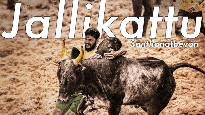 Featured image of post Jallikattu Hd Images - Jallikattu, also known as eru thazhuvuthal or sallikkattu or manju virattu, is a bull taming event typically practiced in tamil nadu as a part of pongal celebrations on mattu pongal day.
