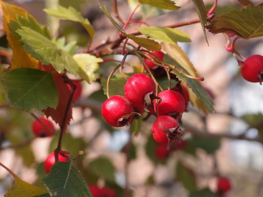 Hawthorn Wallpaper Hd - 1366x768 Wallpaper - teahub.io