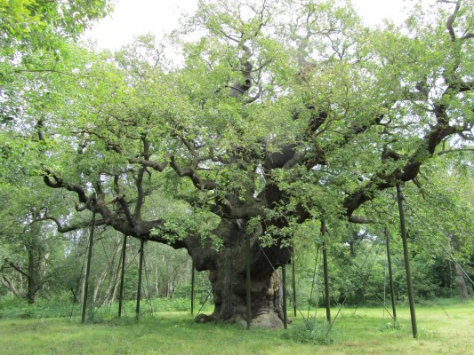 Big Tree - Big Tree Sherwood Forest - 1600x1200 Wallpaper - teahub.io