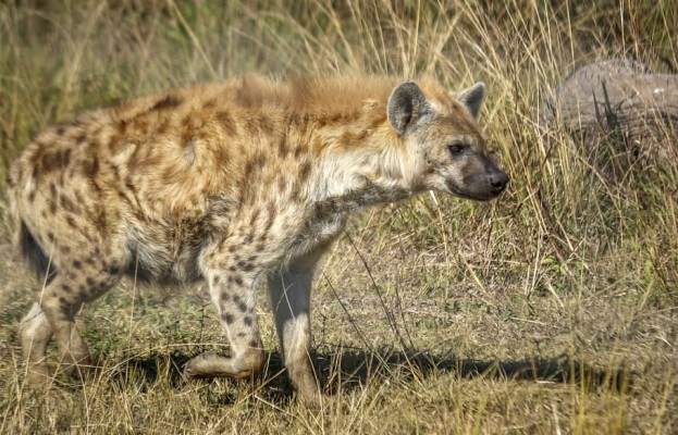 Hyena, Spotted, Hunter, Predator, Nature, Wildlife, - Hiena Pixabay ...