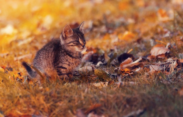 fall wallpaper with cats