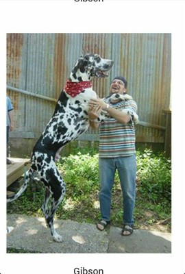 Tallest Dog In The World - 600x887 Wallpaper - teahub.io