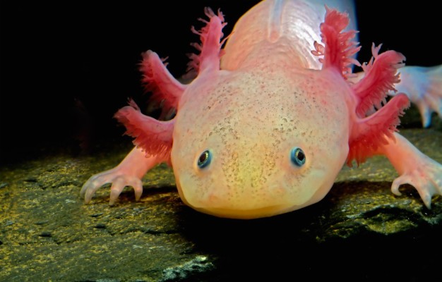 Photo Wallpaper The Larva Amphibian The Axolotl Axolotl Animals 1332x850 Wallpaper Teahub Io