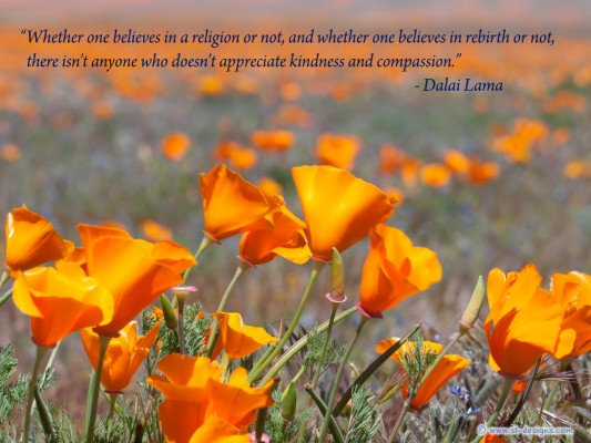 Buddha Quotes Pc Wallpaper - Karma Dalai Lama Quotes - 1920x1080 ...