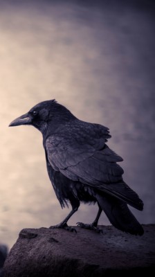 3840x2160, Crow Wallpapers - Crows Wallpaper Hd - 3840x2160 Wallpaper ...