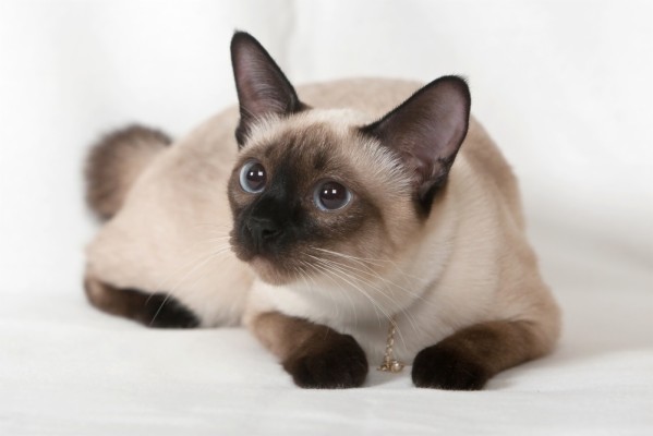 Amazing Siamese Cat Pictures u0026 Backgrounds - 1000x667 Wallpaper 