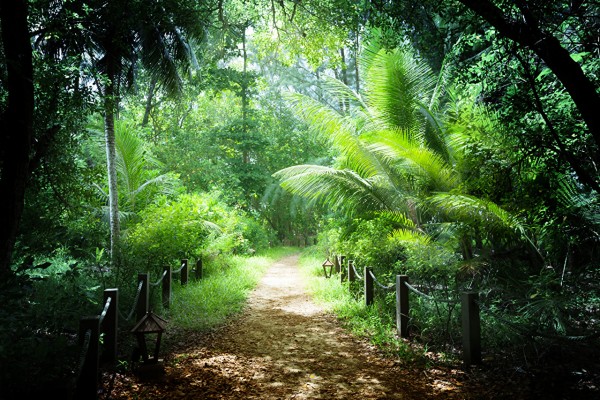 Selva Seychelles - 1280x853 Wallpaper - teahub.io