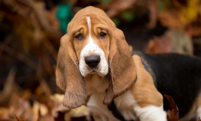 Basset Hound Wallpaper 4k - 2800x1863 Wallpaper - teahub.io