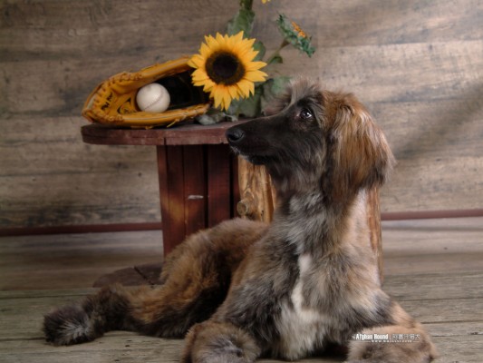 Afghan Hound Photos - Afghan Hound - 1600x1200 Wallpaper - teahub.io