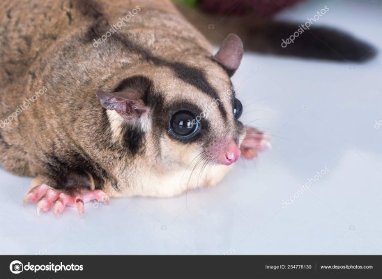 red sugar gliders