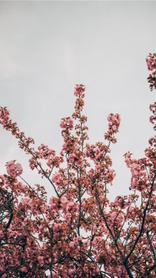 Iphone 11 Wallpaper Cherry Blossom 640x1136 Wallpaper Teahub Io