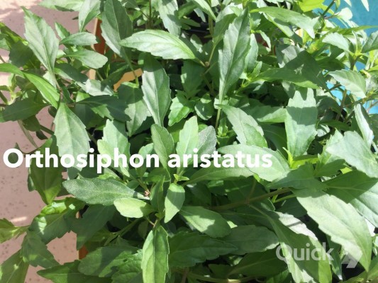 Cash Crop - 1920x1200 Wallpaper - teahub.io