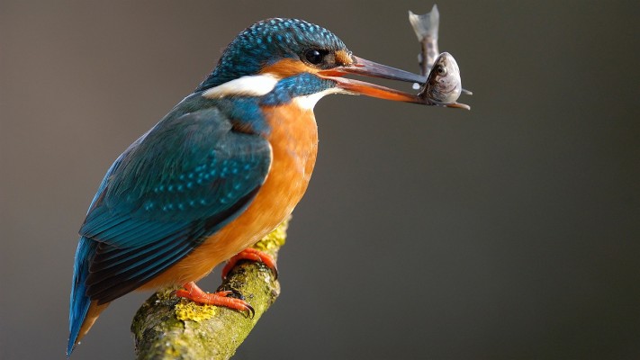 Kingfisher Bird Hd - 1920x1080 Wallpaper Kingfisher Bird Hd - 1920x1080 Wallpaper