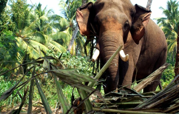 Photo Wallpaper Elephant Kerala Elephant Kerala 1332x850