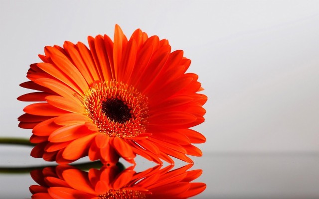 Gerbera Orange Flower Wallpaper Hd - 1920x1200 Wallpaper - teahub.io